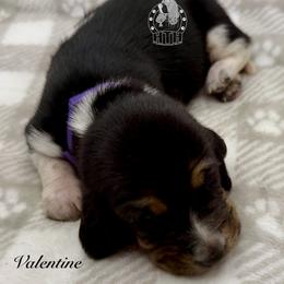 Valentine - Black white and brown female Basset Hound puppy in Dingess, West Virginia from Tuckers' Howling Hounds