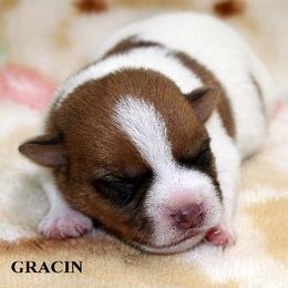 Russell Terrier Puppies from Brightjacks Shortiejacks