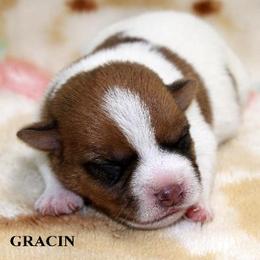 Russell Terrier Puppies from Brightjacks Shortiejacks