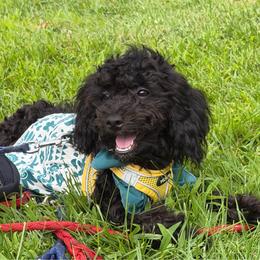 Maltipoo puppies from Awwws-n-Pawws