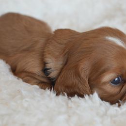 Cavalier King Charles Spaniel Puppies from Diamond Rose Cavalier LLC