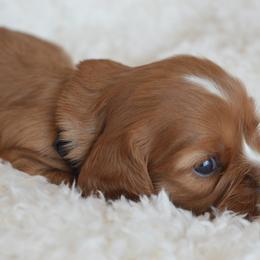Cavalier King Charles Spaniel Puppies from Diamond Rose Cavalier LLC