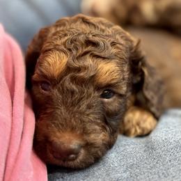 Aussiedoodle and Bernedoodle Puppies from LolliPop Farms