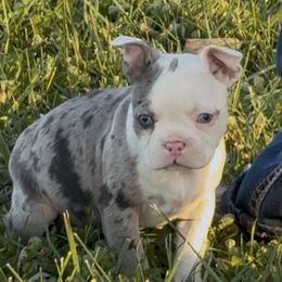 Girl 2 - Blue female French Bulldog puppy in Chillicothe, Ohio from 740 kennels