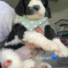 Gunner - Parti male Assorted Doodle Crosses puppy in Port Saint Lucie, Florida from Sommerdoodle