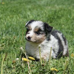 Pepper - female Miniature American Shepherd puppy in Holmesville, Ohio from Coffee Run Spring at Miller Farms