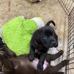 Labrador Retriever Puppies from Tag Hollow
