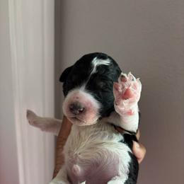 Bastien - Brindle male Poodle puppy in Corona, California from Garden Of Poodles