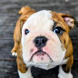 Friday - Red and white female Bulldog puppy in Laurel, Montana from Bull Mountain Bulldogs