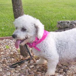 same - Bichon Frise
