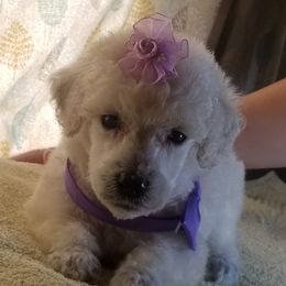 Poodle Puppies from Standard Hearts