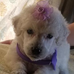 Poodle Puppies from Standard Hearts