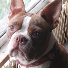 Mollie - Boston Terrier