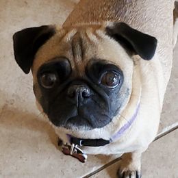 Pugs from Barkey Pugs