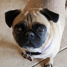 Pugs from Barkey Pugs