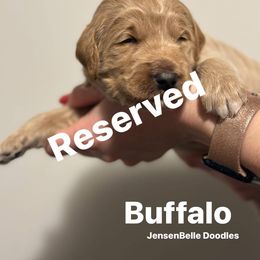 Bernedoodle, Goldendoodle, and Poodle Puppies from JensenBelle Doodles