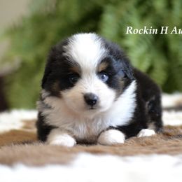 BTM 2 - Black tri male Toy Australian Shepherd puppy in Russellville, Arkansas from Rockin H Aussies