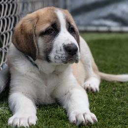 Anatolian Shepherd Dog Puppies from Fiddler’s Dream Anatolians