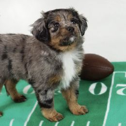 Aussiedoodle, Golden Aussiedoodle, and Goldendoodle Puppies from Miami Mini Doodles