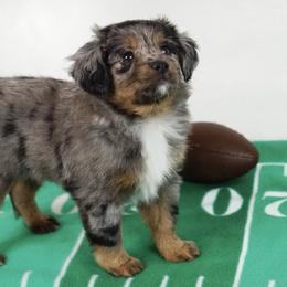 Aussiedoodle, Golden Aussiedoodle, and Goldendoodle Puppies from Miami Mini Doodles