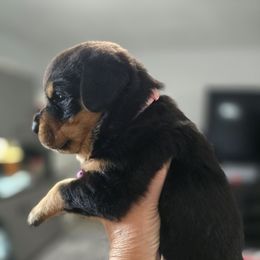 Light pink - Black and mahogany female Rottweiler puppy in Lebanon, Oregon from SOUTH SANTIAM ROTTWEILERS