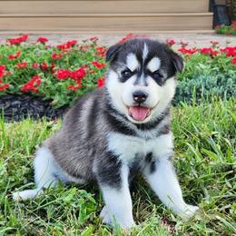 Girl 1 - Black and white female Siberian Husky puppy in Grayson, Kentucky from Kentucky Huskies