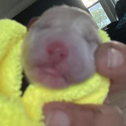 Pics coming soon. - Red male Bernedoodle puppy in Yuciapa, California from AlltheDoodlez_