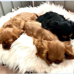Cavalier King Charles Spaniels from JNJ Royal Cavaliers