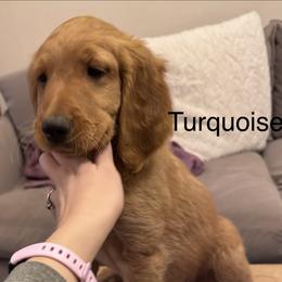 Goldendoodle Puppies from Golden Mesa Doodles