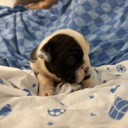 Sir Hughie the WIDE - Black tri-color male Bulldog puppy in Wolf Creek, Oregon from Dejah Bleu Bulldogs