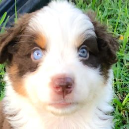 Boy 2 - Red Australian Shepherd puppy in Brooksville, Florida from Scattered Oaks Ranch