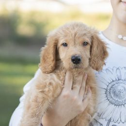 Baloo - male Golden Mountain Doodle puppy in Seffner, Florida from Gold Diamond Pup
