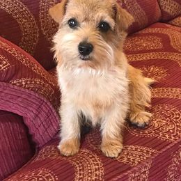 Norfolk Terrier Puppies from Regency Norfolks