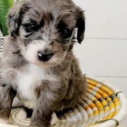 Aussiedoodles from Doodle N' Coop