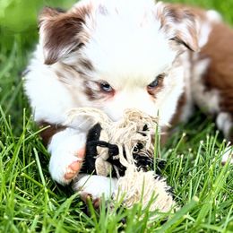 Rory - Red merle Miniature American Shepherd puppy in Moscow, Idaho from Panhandle Australian Shepherds
