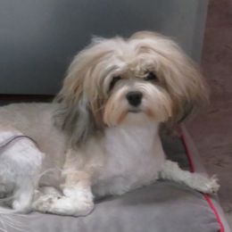Daisy - Havanese