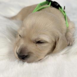 Macadamia nut - Cream female Dachshund puppy in Sacramento, California from MiniDoxPups