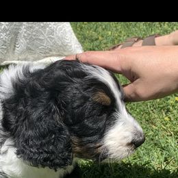 Bernedoodle and French Bulldog Puppies from Top of the Hill Frenchies