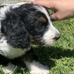 Bernedoodle and French Bulldog Puppies from Top of the Hill Frenchies