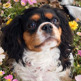 Ruthie - Cavalier King Charles Spaniel