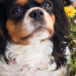 Ruthie - Cavalier King Charles Spaniel