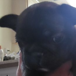 Girl 6 - French Bulldog puppy in Plano, Texas from Thompson's Frenchies