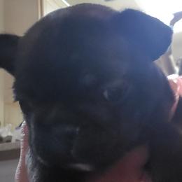 Girl 6 - French Bulldog puppy in Plano, Texas from Thompson's Frenchies