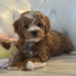 Rodeo - Brown and white male Bernedoodle puppy in Gainesville, Florida from Alyssa Xxweetdoodles