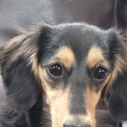 Dachshunds from Freerange Doxie's