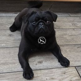 Rosie - Black female Pug puppy in Cheyenne, Wyoming from Viking Kennel
