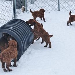 Poodle Puppies from Raspberry Woods Standard Poodles