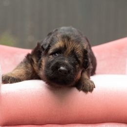 Sterling - Black and red female German Shepherd puppy in Gig Harbor, Washington from Crescent Lake Shepherds
