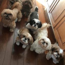 Shih Tzu Puppies from N.F.S.T Imperial ShihTzu Puppies.