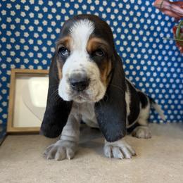 Basset Hound Puppies from The Basset Boutique